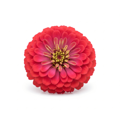 High quality studio photograph of a single Zinnia