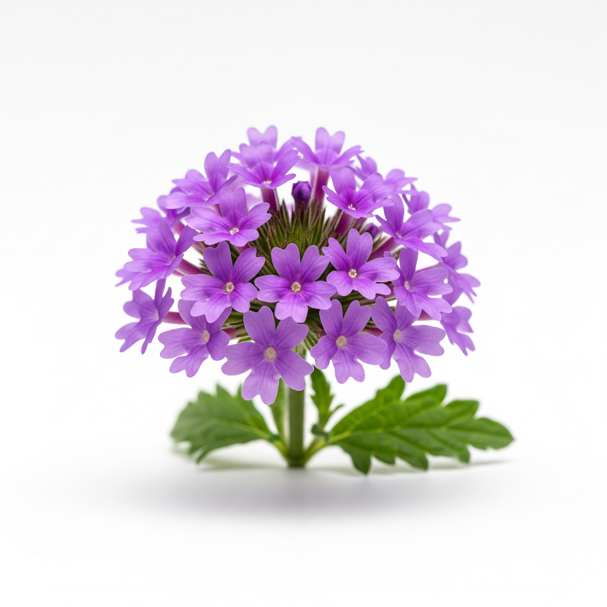 Verbena Verbena Poster