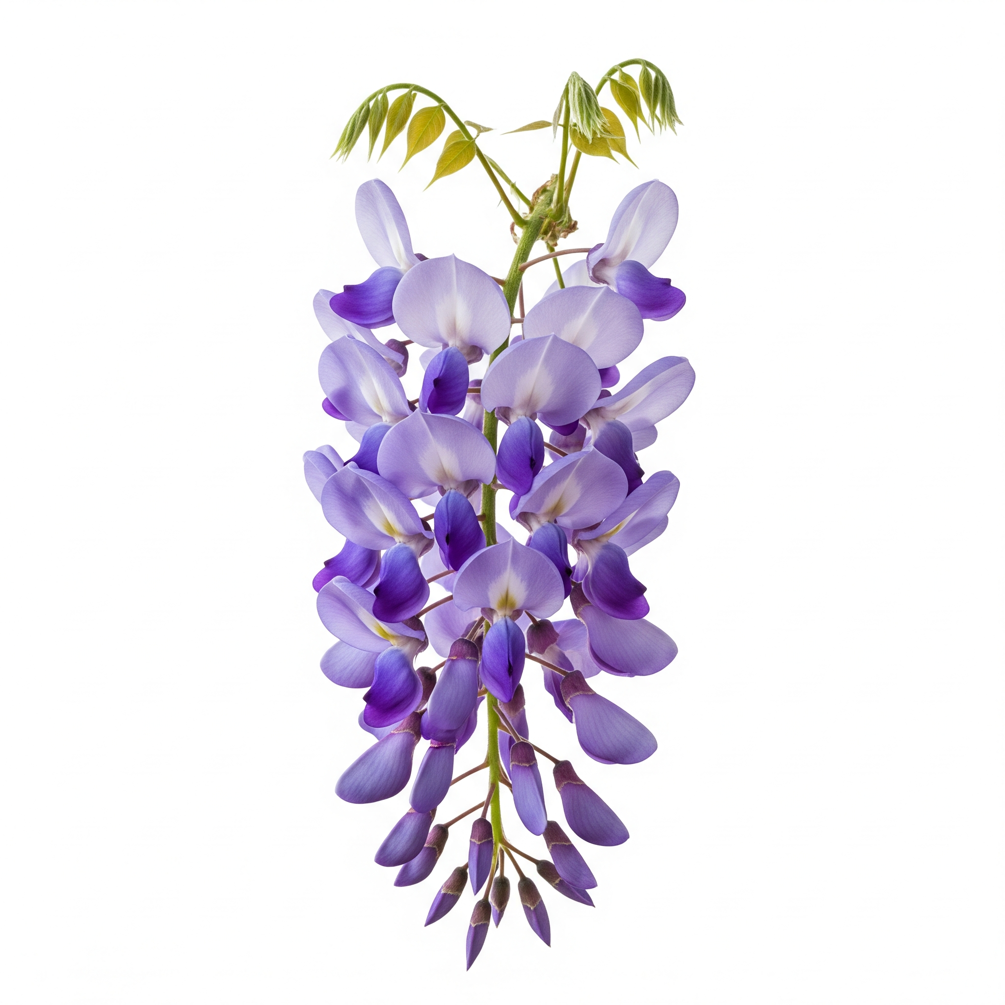 Wisteria Wisteria Poster