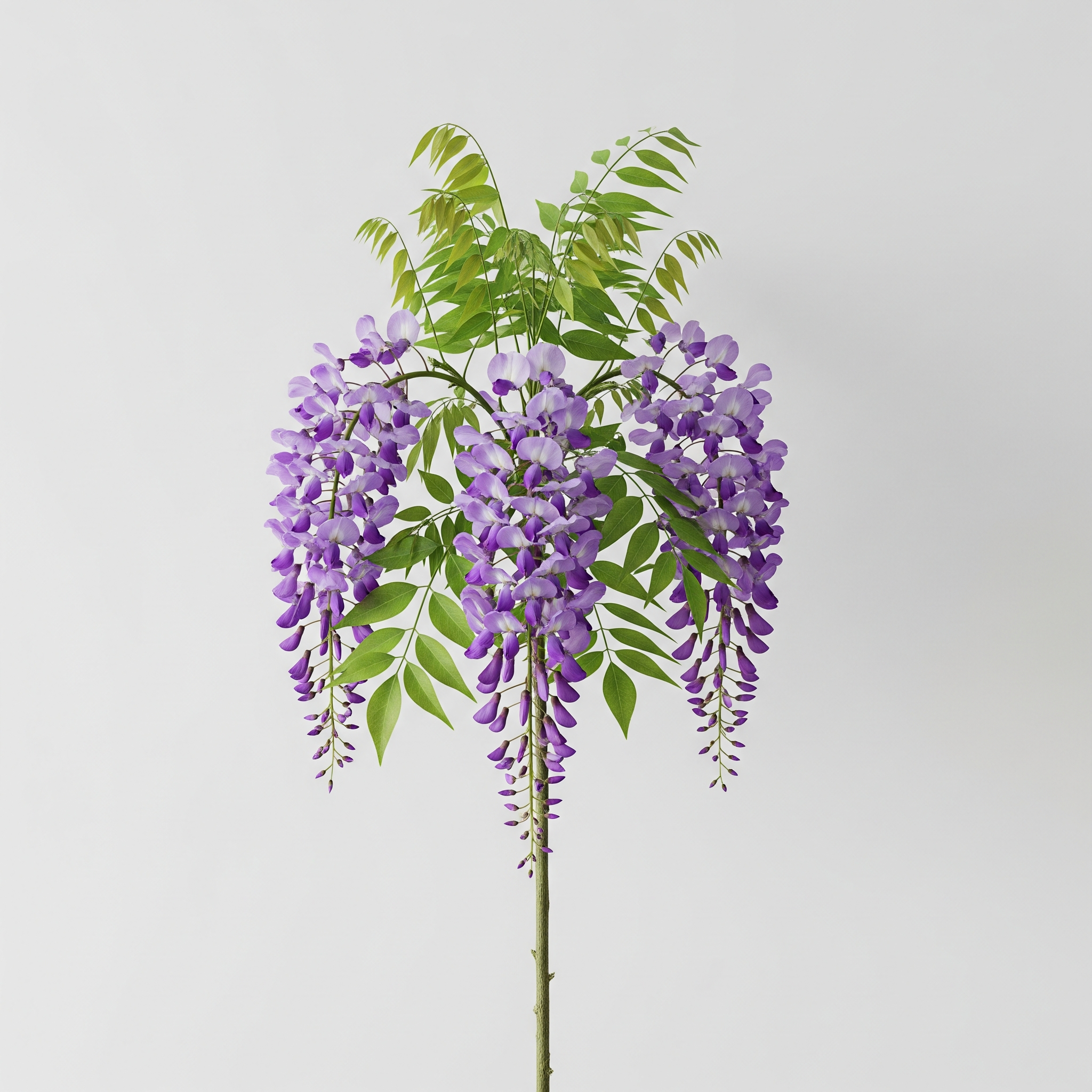 Wisteria Wisteria Poster