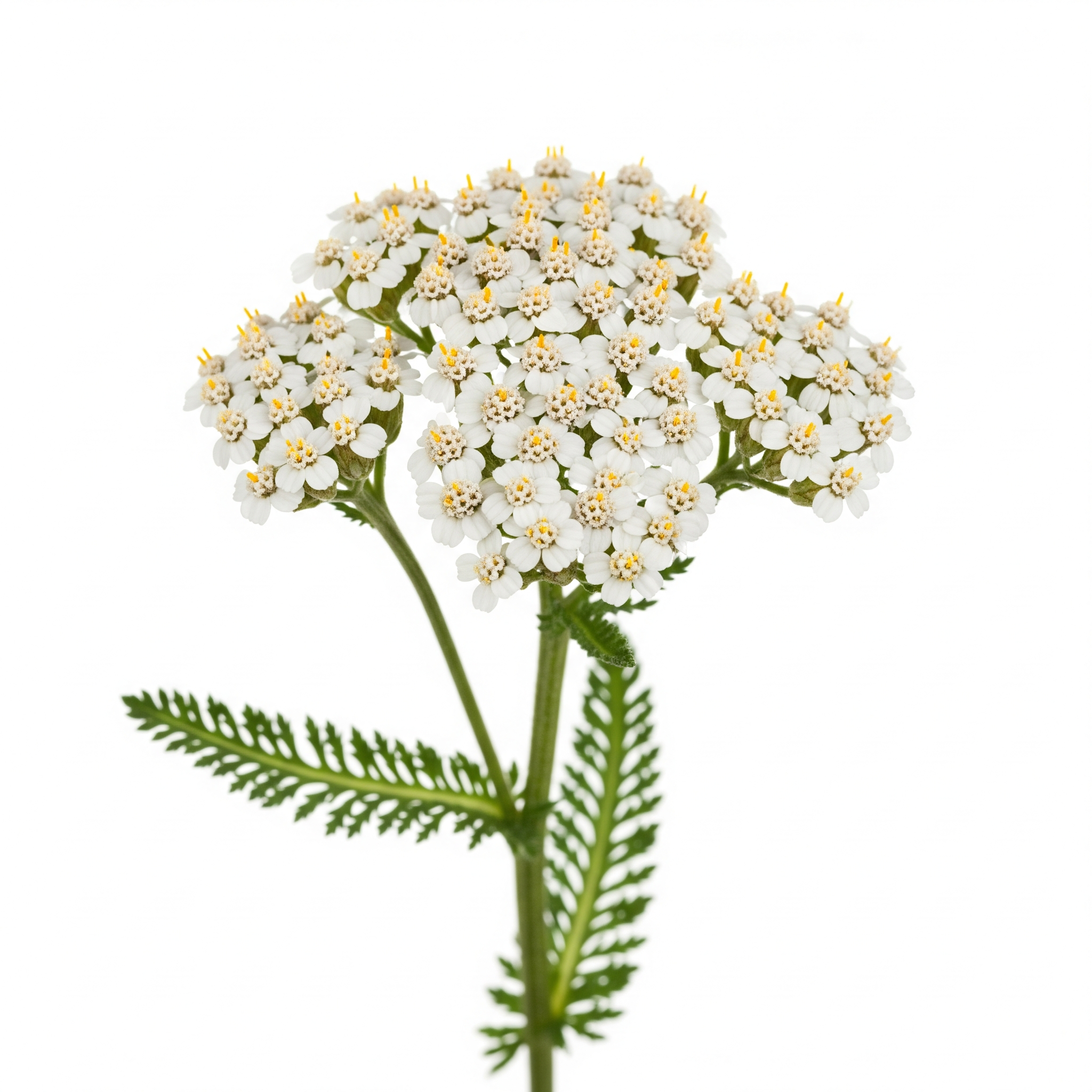 Yarrow Yarrow Poster