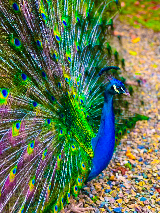 Shiva the Peacock