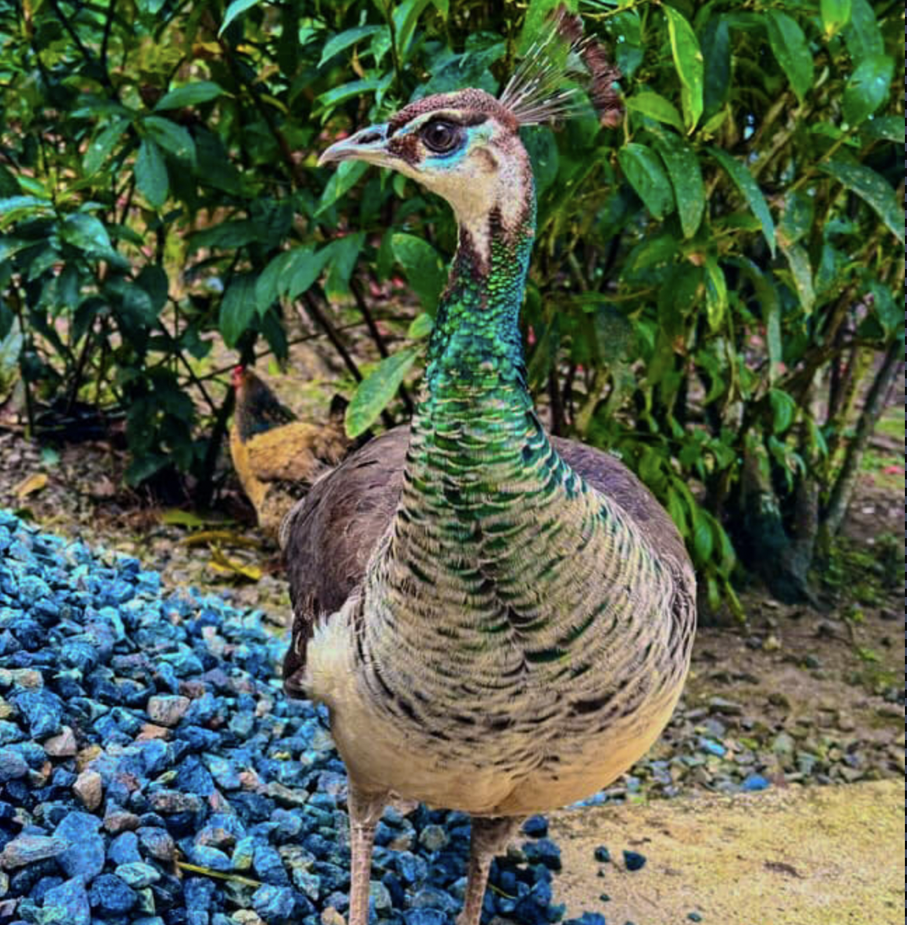Shakti the Peahen
