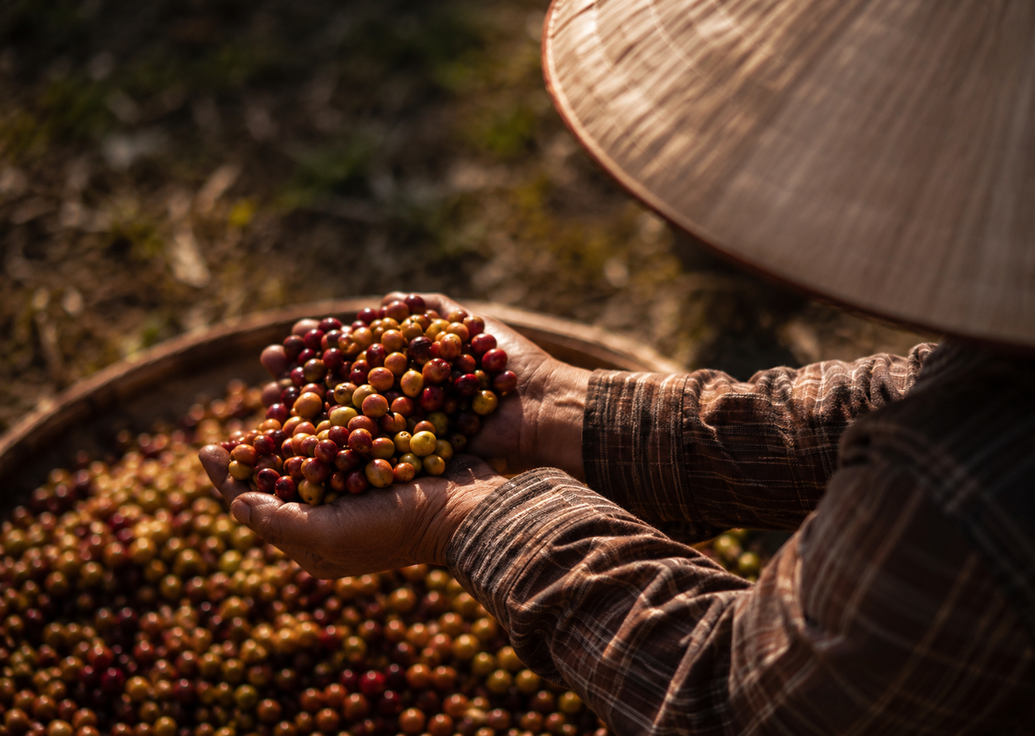 Choosing the Right Vietnamese Coffee Exporter