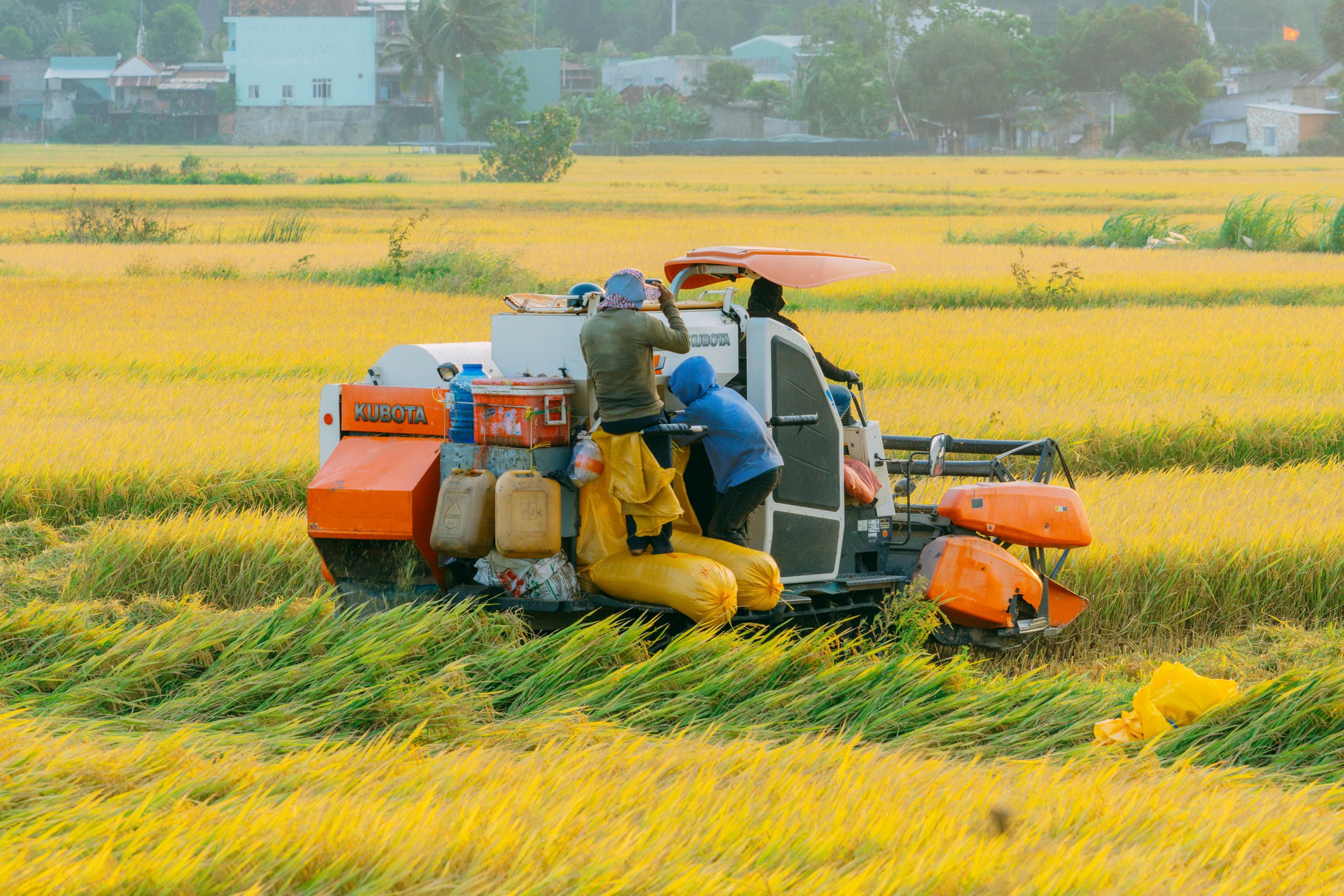 Import rice from Vietnam to UAE for B2B importers