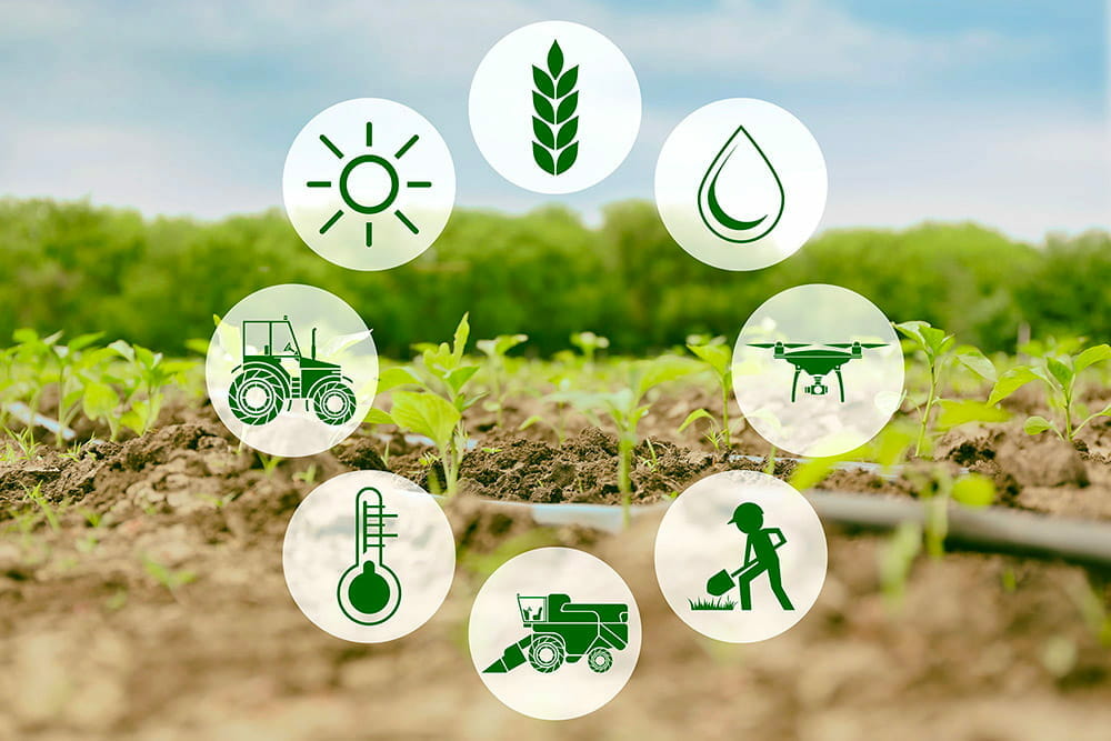 Agricultural quality control inspection before shipping Vietnamese agricultural products for export.