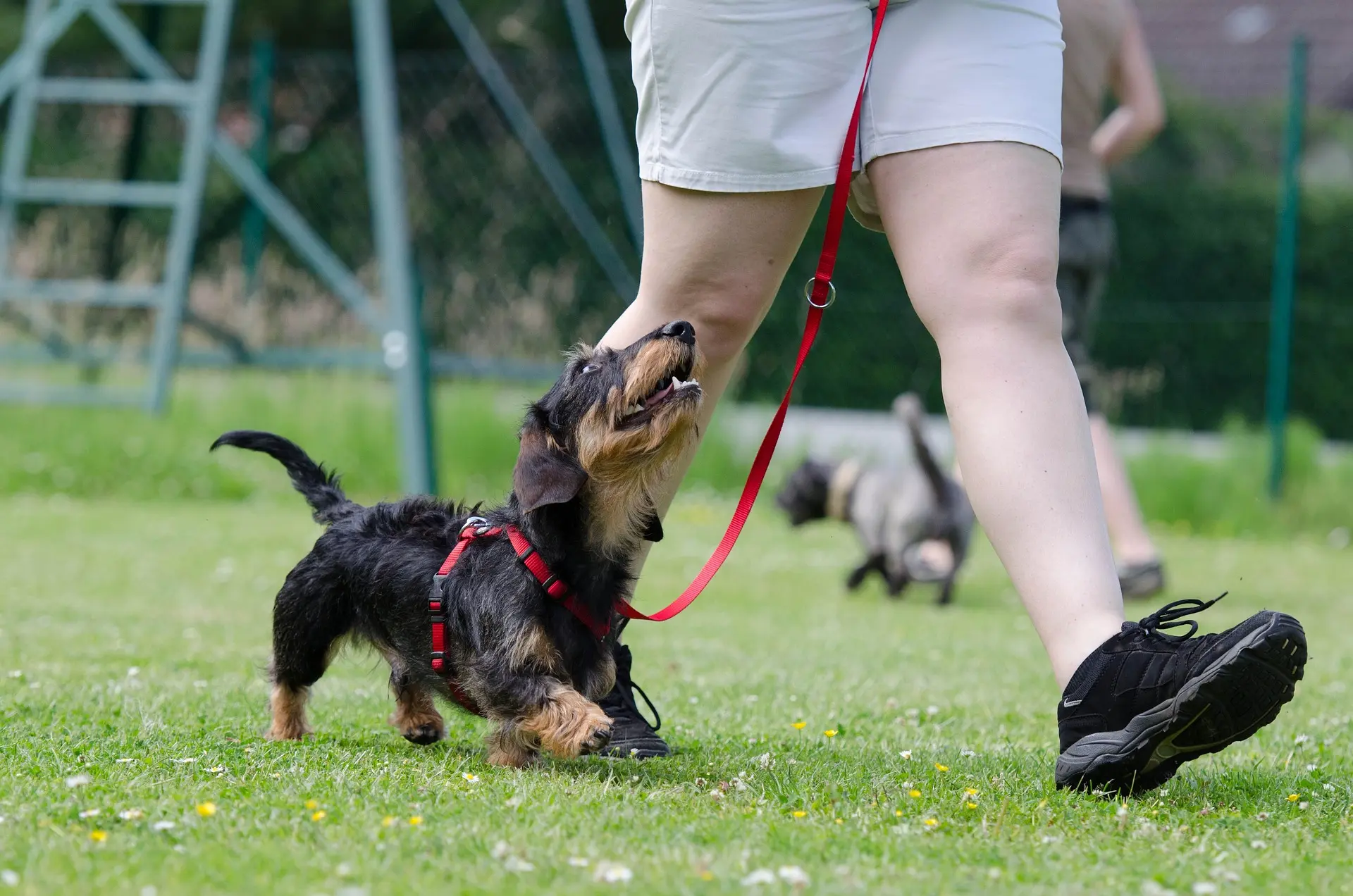 Dachshund is walking on the leash next to her owner.