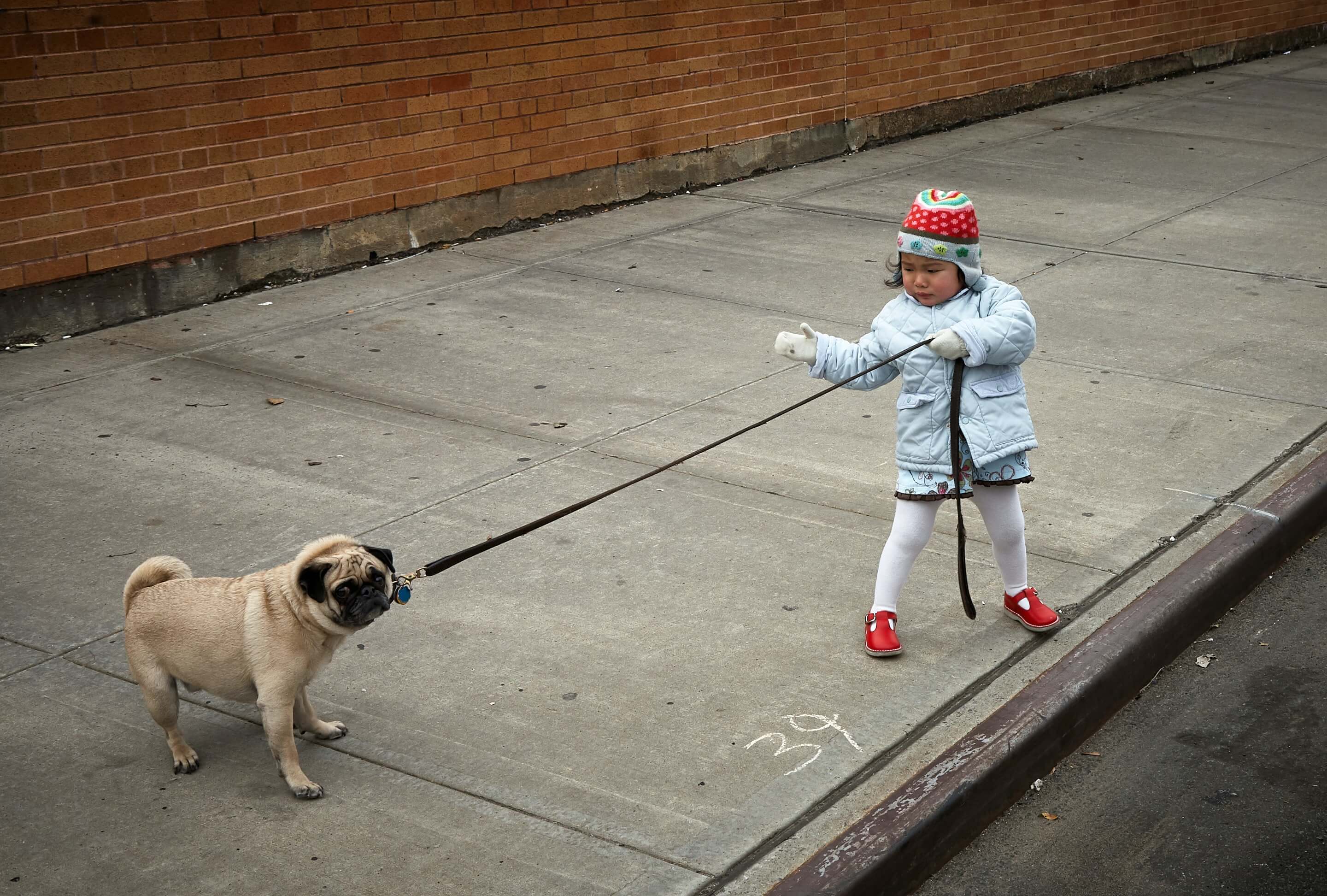 Little girl is pulling stubboron pug.