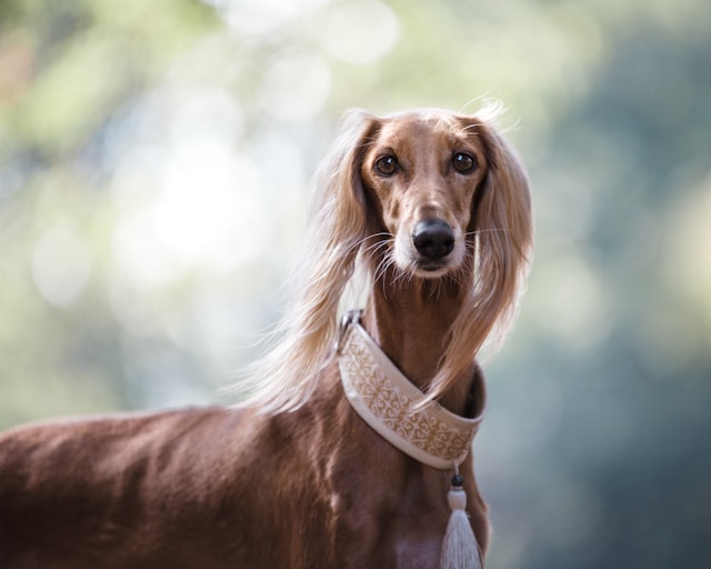 Goerges dog.