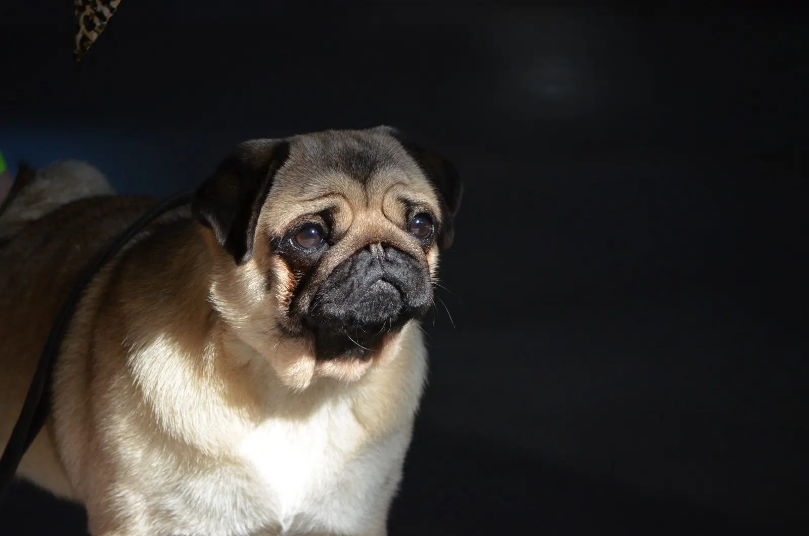 Image of Pully is getting ready to go to show ring.