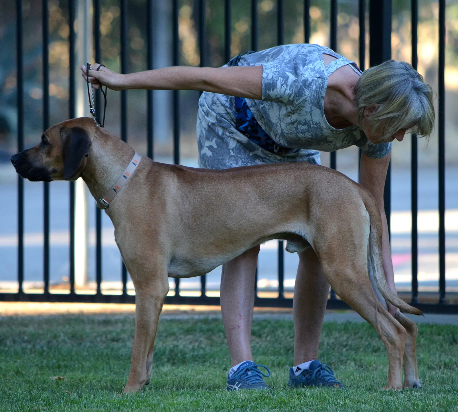 Dachshund is walking on the leash next to her owner.