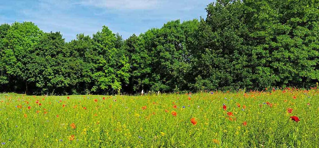 Parcours du golf Golf du Haras de Jardy