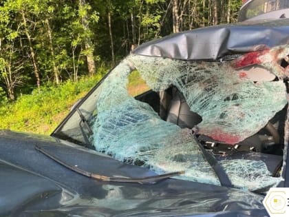 В Кадуйском округе произошло ДТП с лосем