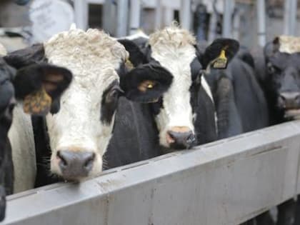 Миллионы для вологодских фермеров из областного бюджета анонсированы врио губернатора