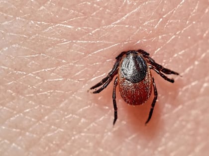 На Вологодчине наблюдается снижение активности клещей