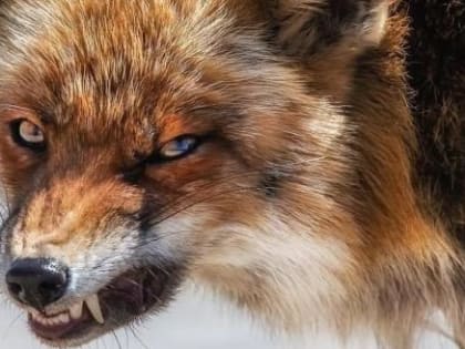 Чтобы пушистая красавица лисичка не принесла вологжанам бешенство и смерть, охотоведы вакцинируют плотоядных животных на Вологодчине