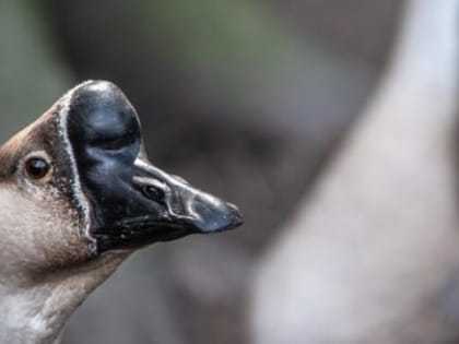 На Вологодчине усилены меры сопротивления птичьему гриппу