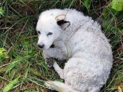 Житель Череповца сбил собаку и увёз её на окраину города умирать