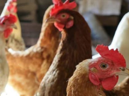 60 млн рублей компенсации получили владельцы почти 300 тысяч посеченных птичьих голов