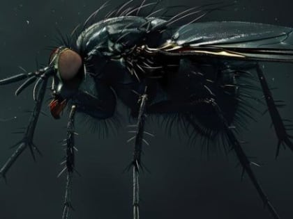 Кровососущая муха, впервые попавшая в Россию, переносит паразитов и инфекцию