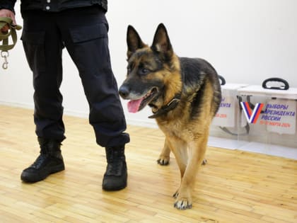 В Череповце избирательные участки проверяют полицейские с собаками