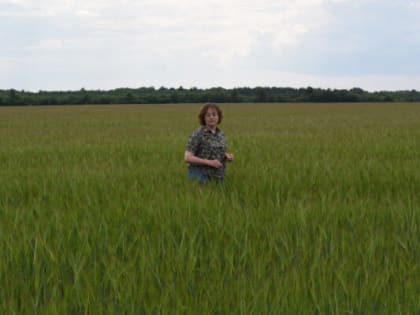 Засуха сдерживает заготовку кормов