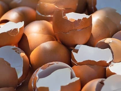 На Малечкинской птицефабрике уничтожили более 2,5 миллиона штук яиц