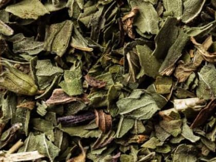 Доктор рассказала о пользе зеленого чая при диабете и онкологии