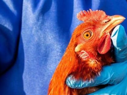 Азербайджан запретил ввоз вологодских кур