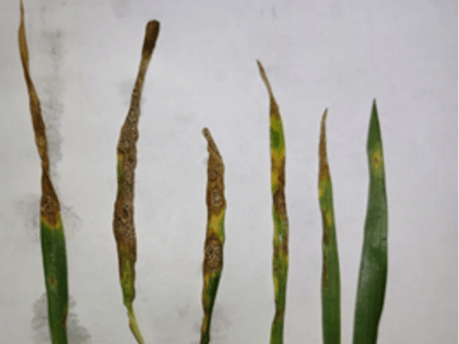 Филиал ФГБУ «Россельхозцентр» по Вологодской области информирует о поражении озимой пшеницы септориозом.