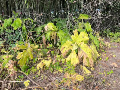 Какие специальности железнодорожников дают право выйти на досрочную пенсию?