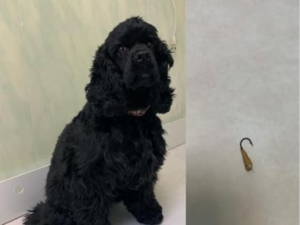 В Вологде игривый пес попался на крючок своего нерасторопного хозяина