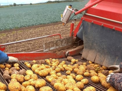 Высокую урожайность картофеля на полях Вологодского округа фиксируют сельхозпредприятия