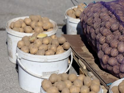 Вологодская область будет продавать картофель Узбекистану