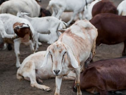 4 июля в регионе пройдут учения по устранению опасного вируса