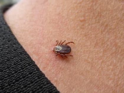 Около трех тысяч детей из Вологодской области пострадали от укусов клещей с начала года