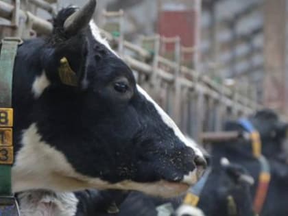 Вологодский сельхозпроизводитель вошел в ТОП-20 самых продуктивных хозяйств России