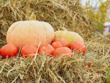 В воскресенье заканчивается прием заявок от самозанятых Вологды на участие в ярмарке «Дары осени» (16+)