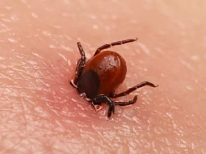 Эта весна разбудила более активных и злых клещей