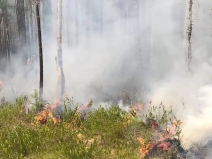 Лесной пожар локализован в Бабаевском районе