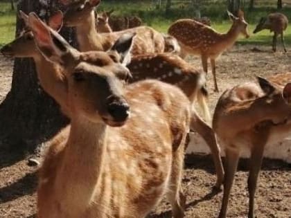 Фермеры проведали вологодских оленей