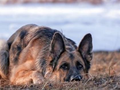 Собака помогла найти убийцу женщины-кондуктора во Владивостоке