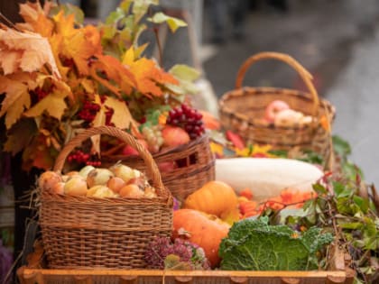 Запасы на зиму: осенние ярмарки приглашают вологжан за покупками