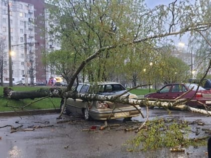 Перевернутая остановка и дерево на машине: последствия ветра в Череповце