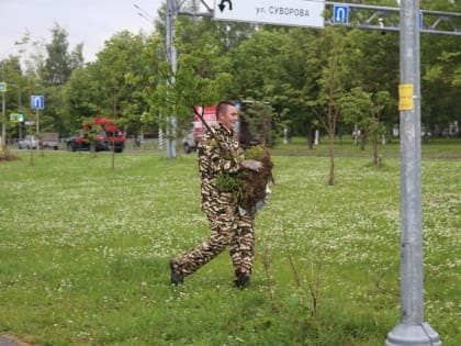 На Архангельской из-за стройки пересадили 40 лип