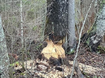 Бывший губернатор Вологодчины Олег Кувшинников рассказал, как он отдыхает после отставки