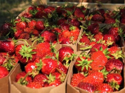 В Череповце вологодскую клубнику будут продавать в десяти местах