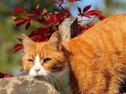 К выходным погода сжалится над вологжанами — днем установится летнее тепло