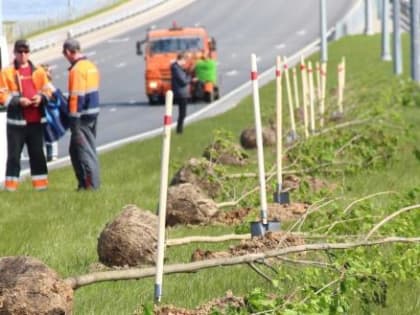 Сотню взрослых кленов высадили на разделительном газоне Южного шоссе в Череповце