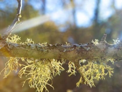 На Вологодчине зафиксирован температурный рекорд: ночные заморозки побили показатели 1942 года